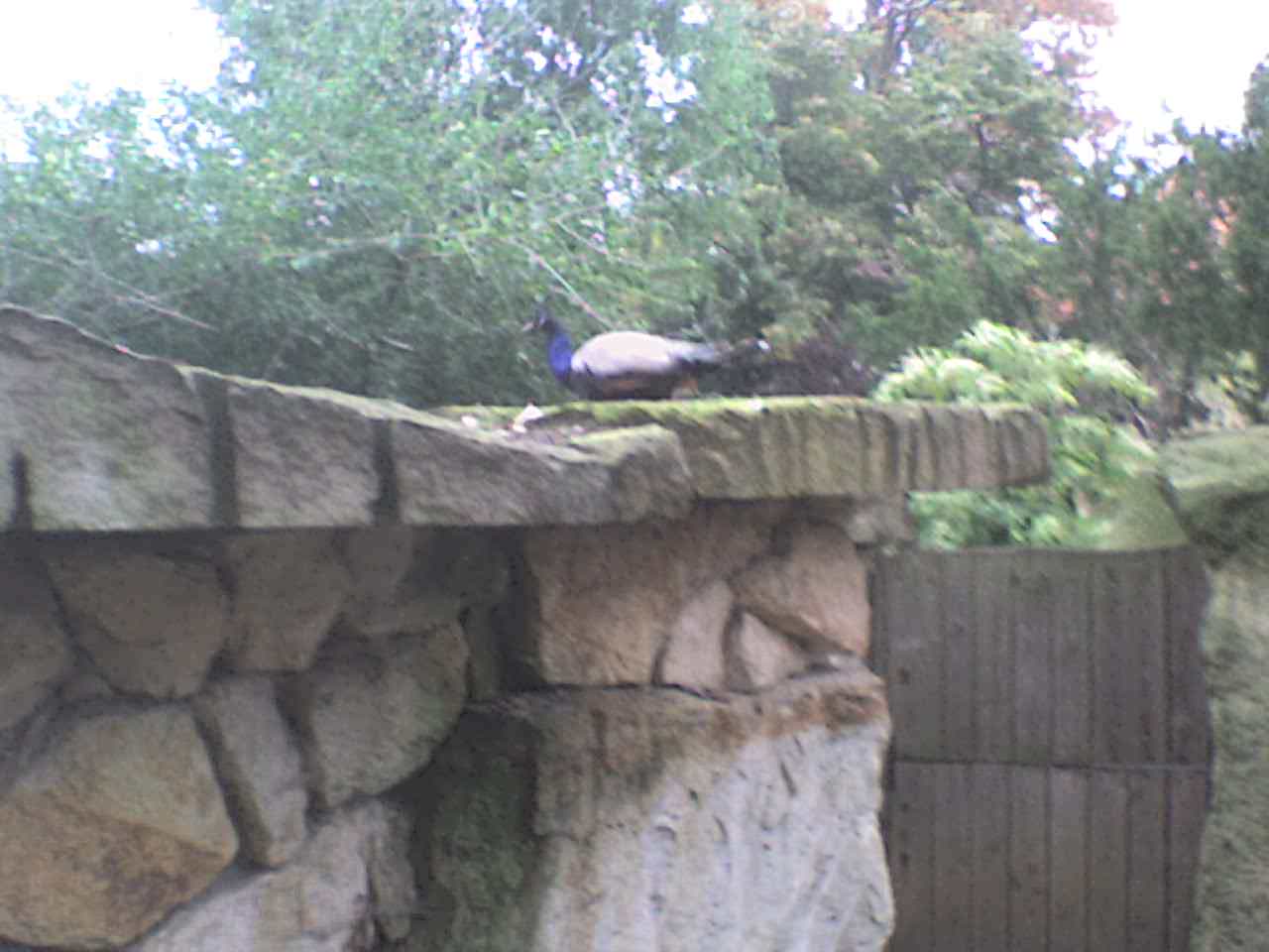 DSC00237.JPG