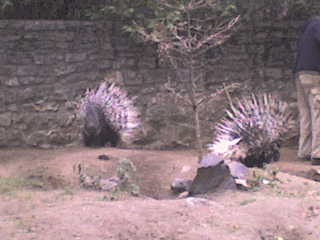 DSC00216.JPG